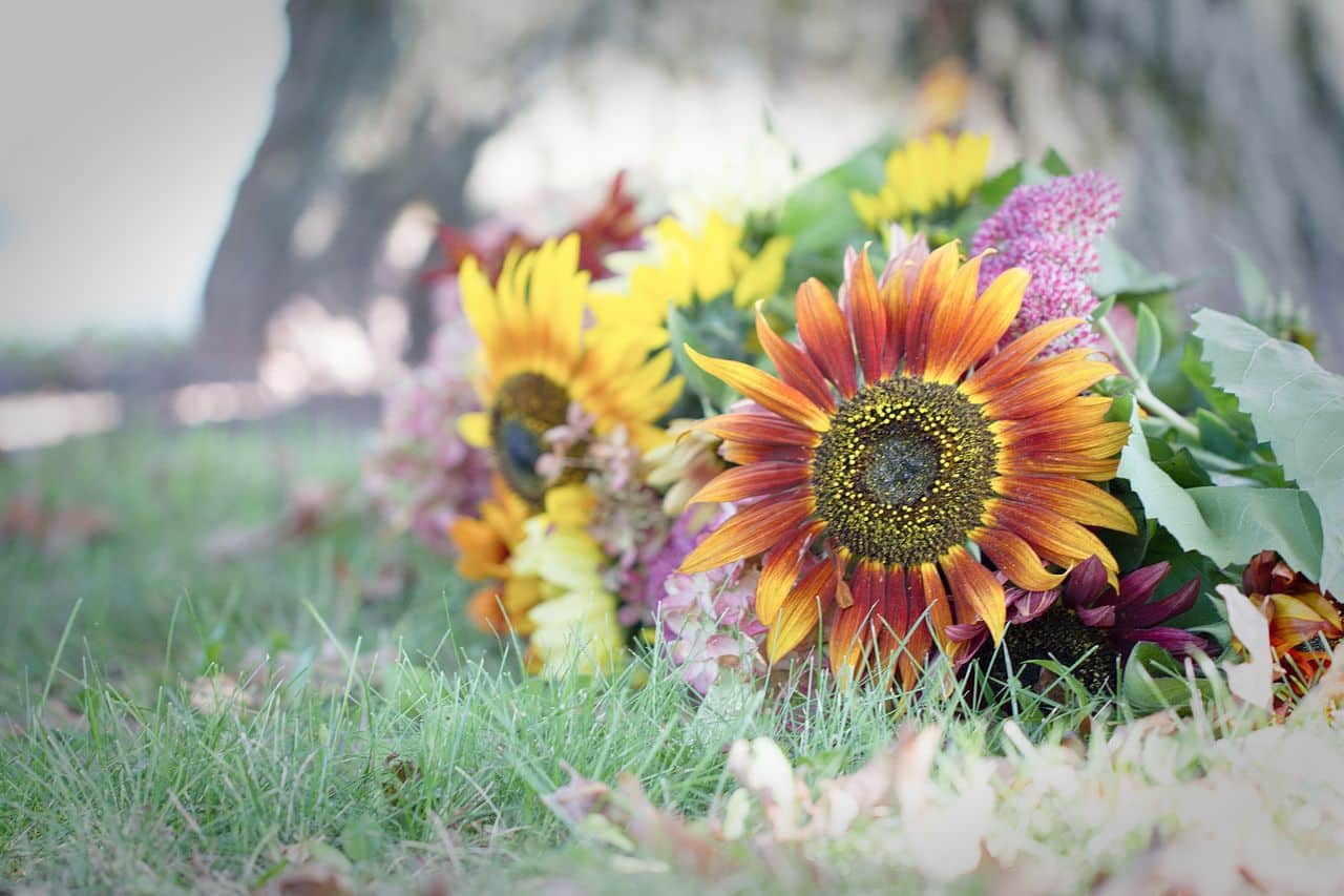 WI-Wedding-SunflowerHill-Sunflowers WI-Wedding-SunflowerHill-Sunflowers